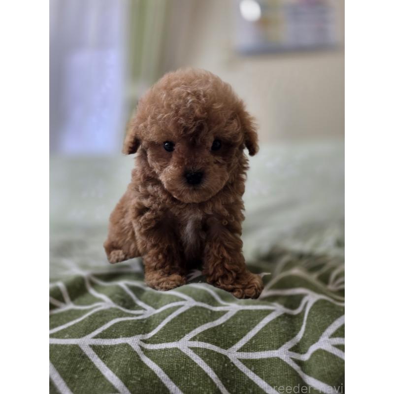 販売中の埼玉県のティーカッププードル-432974の4枚目