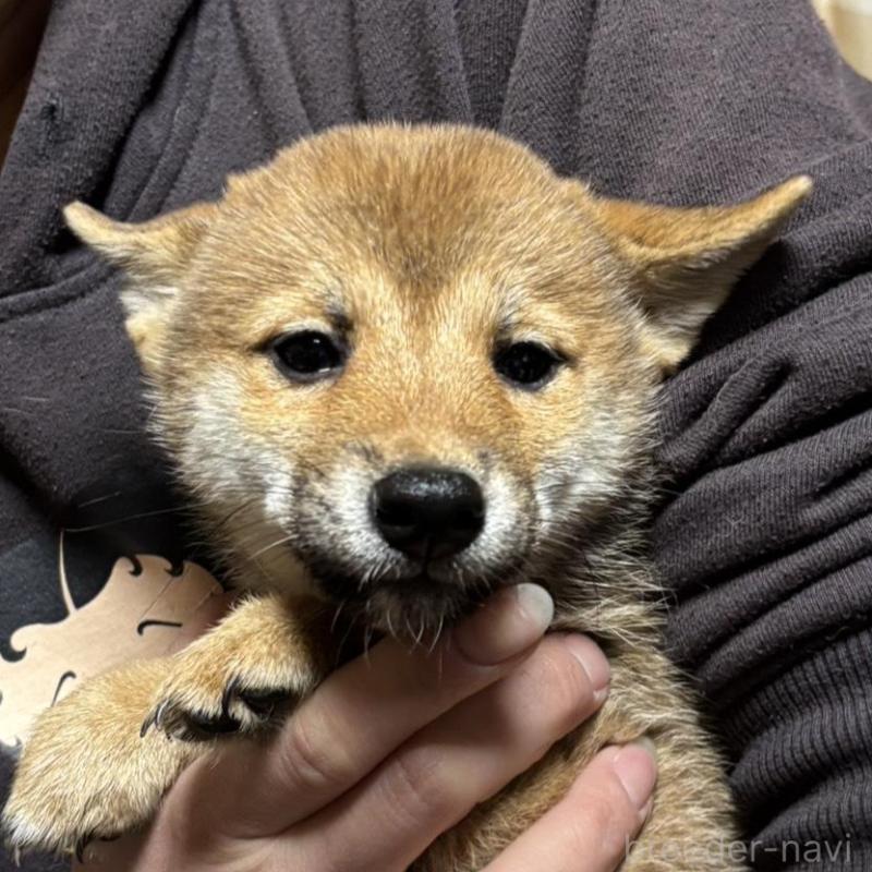 販売中の香川県の豆柴-432972の3枚目