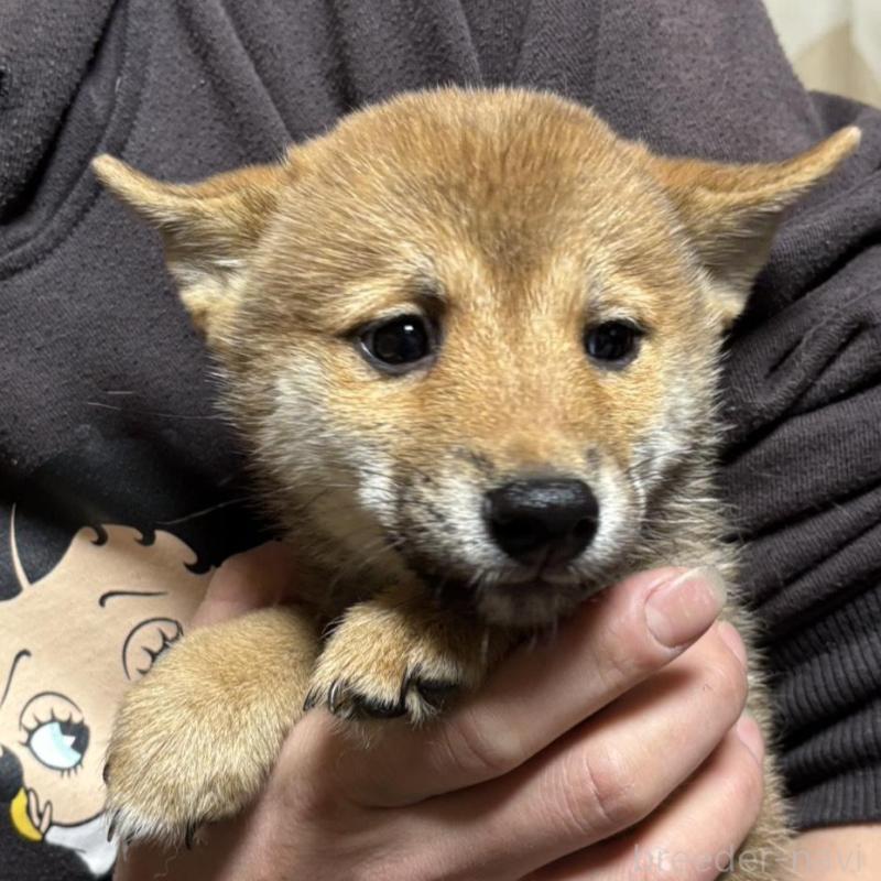 販売中の香川県の豆柴-432972の2枚目