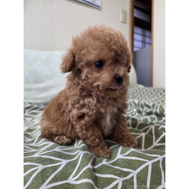 販売中の埼玉県のティーカッププードル-432974の3枚目