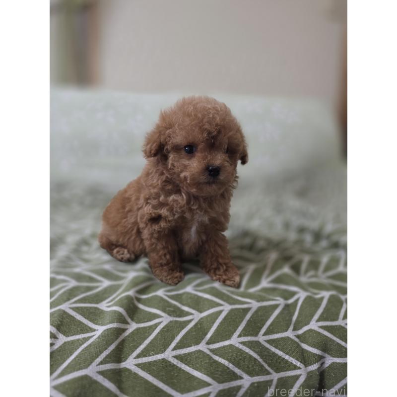 販売中の埼玉県のティーカッププードル-432974の2枚目