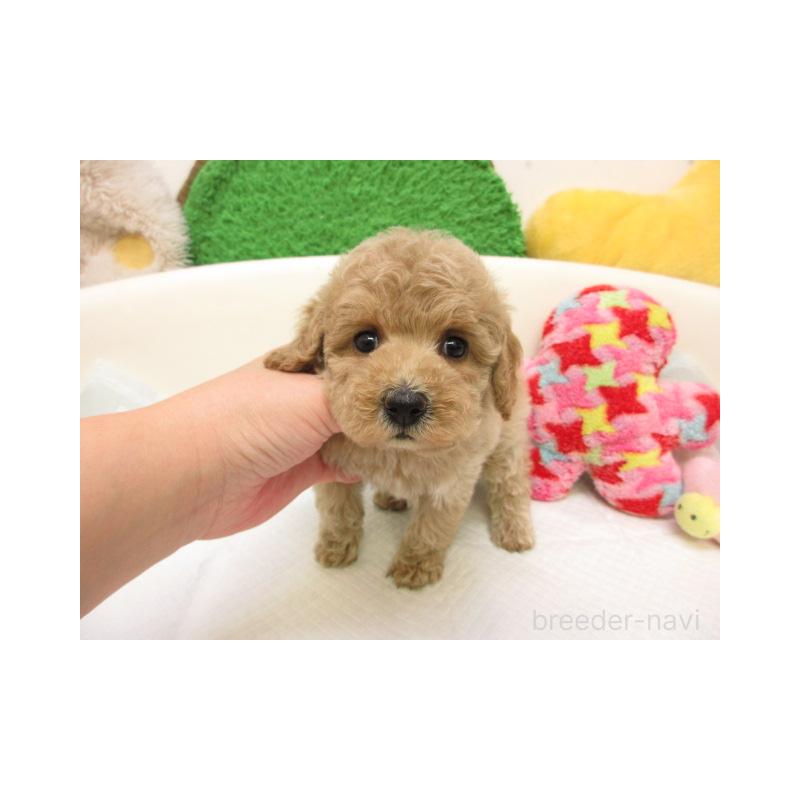 販売中の大阪府のトイプードル-432973の2枚目
