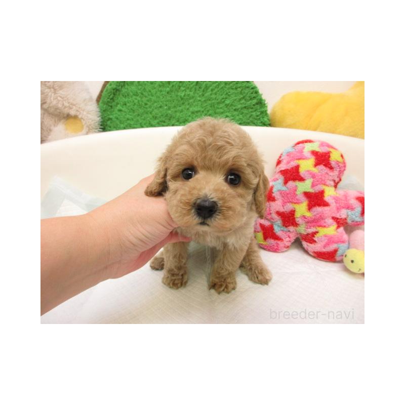 販売中の大阪府のトイプードル-432973の1枚目