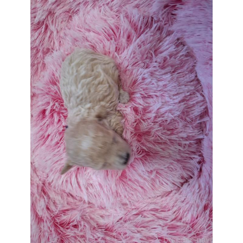 販売中の群馬県のビションプー:ビションフリーゼ×トイプードル-432975の3枚目