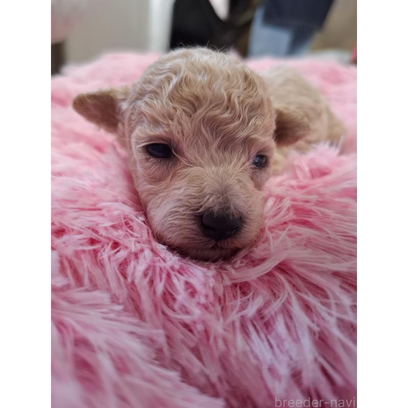 販売中の群馬県のビションプー:ビションフリーゼ×トイプードル-432975の2枚目