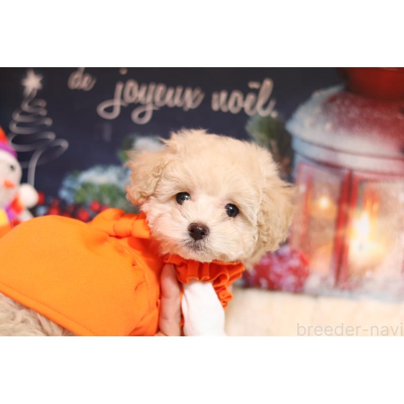 販売中の大阪府のティーカッププードル-432977の3枚目