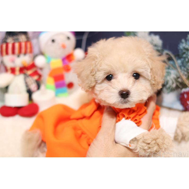 販売中の大阪府のティーカッププードル-432977の2枚目