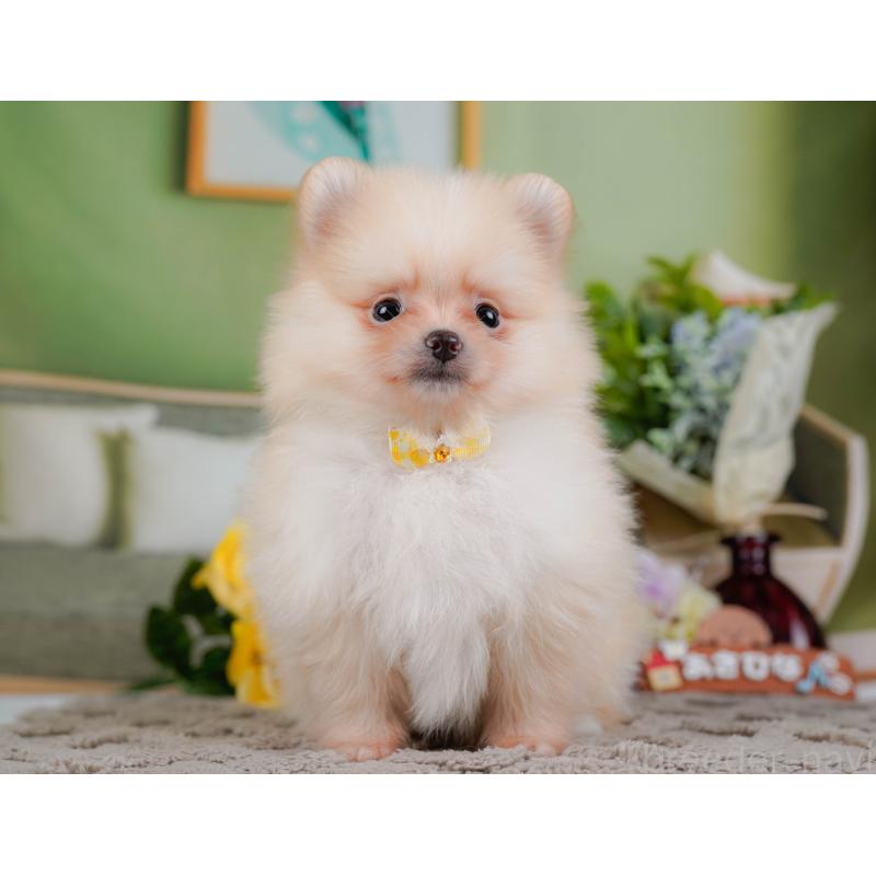 販売中の神奈川県のポメラニアン-433019の13枚目