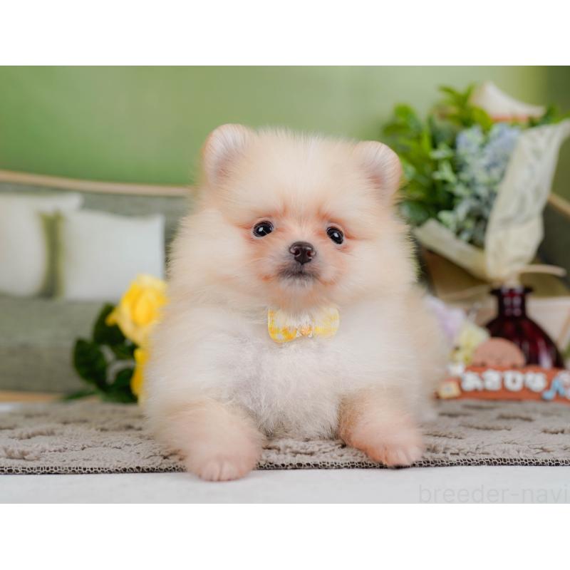 販売中の神奈川県のポメラニアン-433019の12枚目