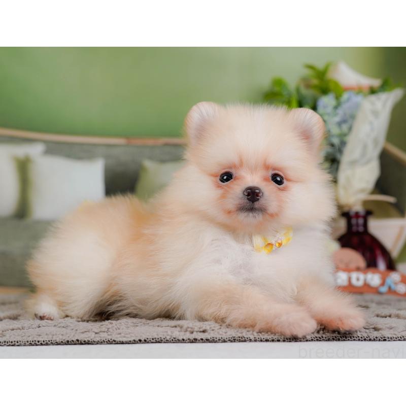 販売中の神奈川県のポメラニアン-433019の10枚目