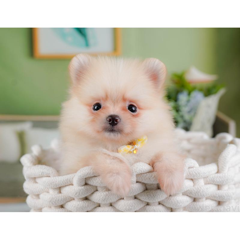 販売中の神奈川県のポメラニアン-433019の6枚目