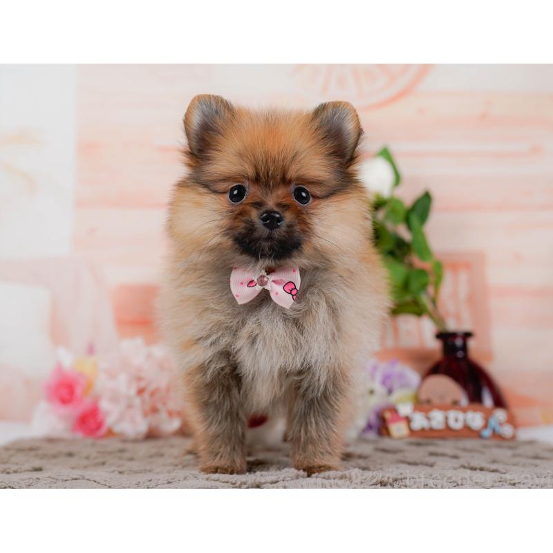 販売中の神奈川県のポメラニアン-433021の13枚目