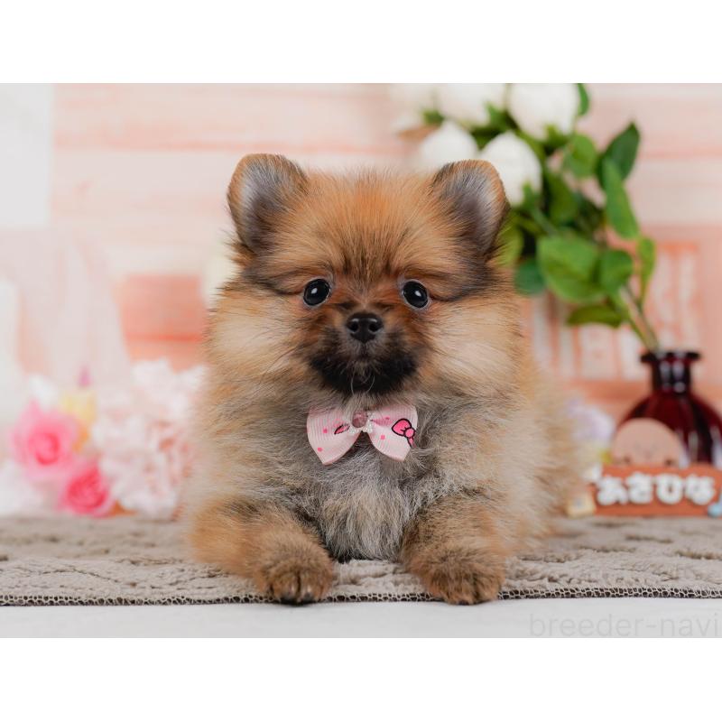 販売中の神奈川県のポメラニアン-433021の12枚目