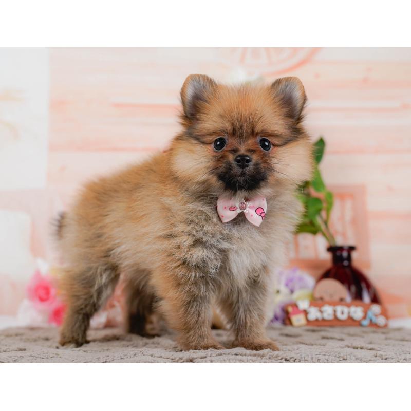 販売中の神奈川県のポメラニアン-433021の11枚目