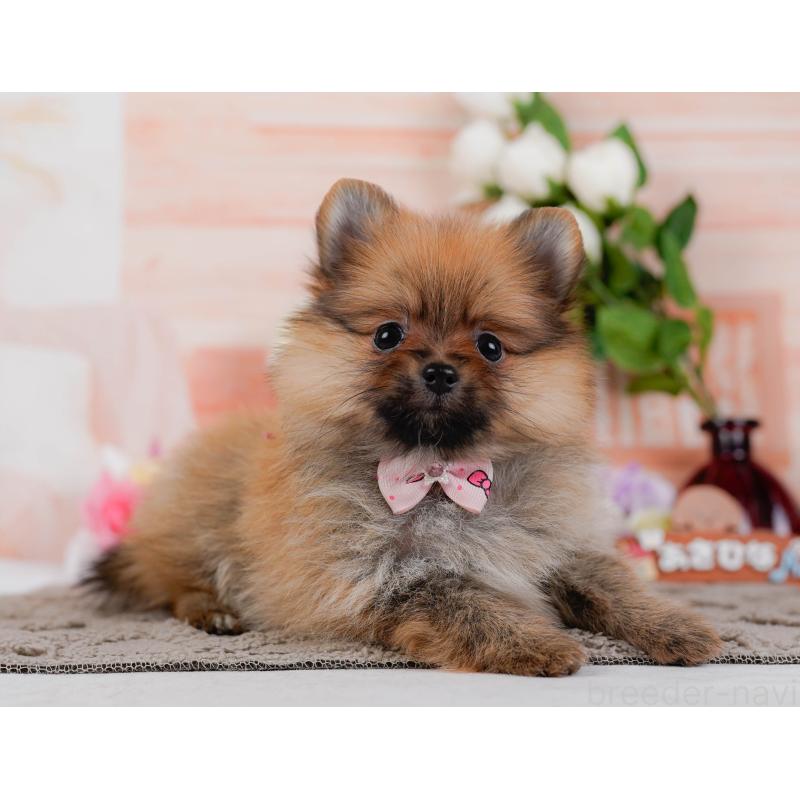 販売中の神奈川県のポメラニアン-433021の10枚目