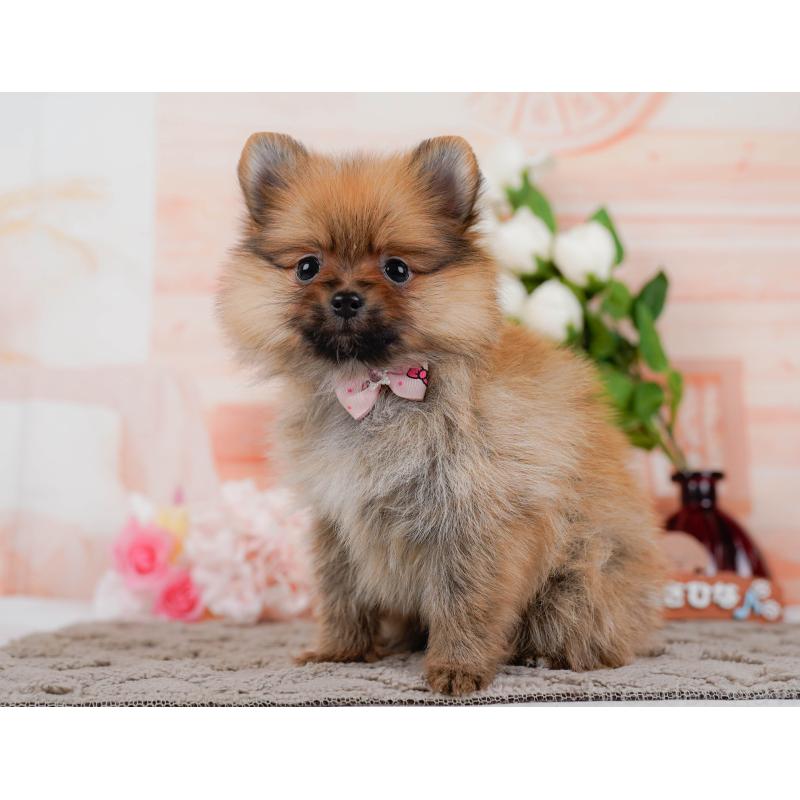 販売中の神奈川県のポメラニアン-433021の9枚目