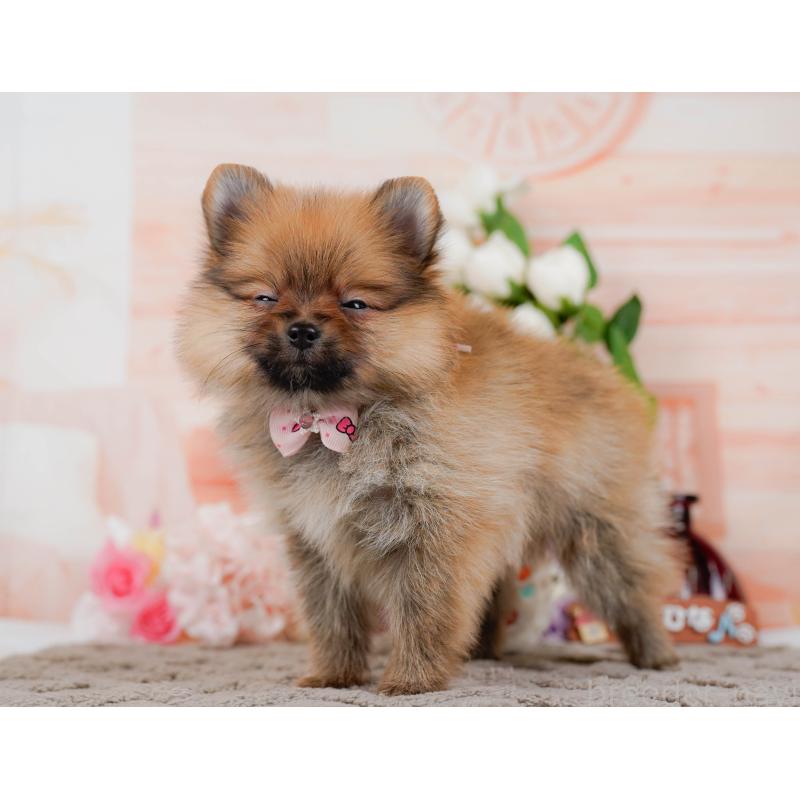 販売中の神奈川県のポメラニアン-433021の8枚目