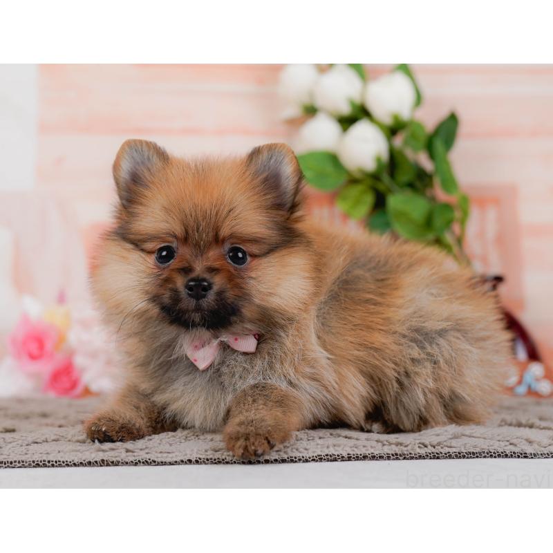 販売中の神奈川県のポメラニアン-433021の7枚目