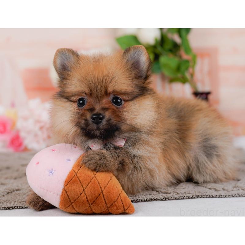 販売中の神奈川県のポメラニアン-433021の6枚目