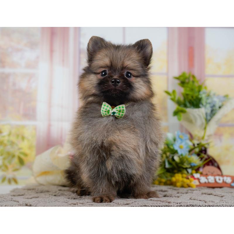 販売中の神奈川県のポメラニアン-433024の13枚目