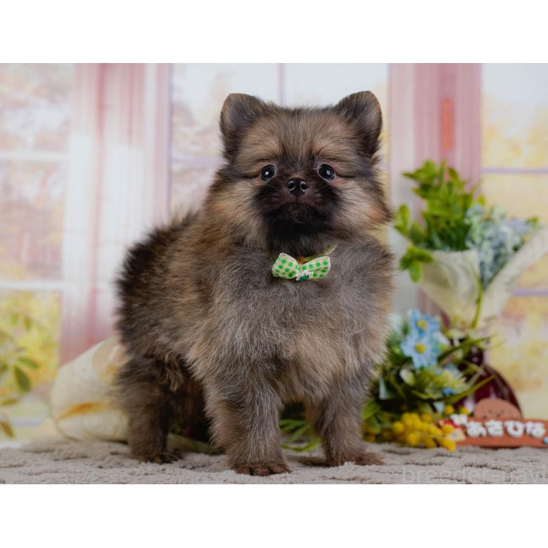 販売中の神奈川県のポメラニアン-433024の12枚目