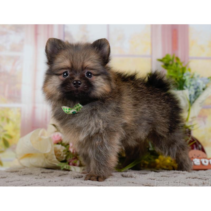 販売中の神奈川県のポメラニアン-433024の10枚目