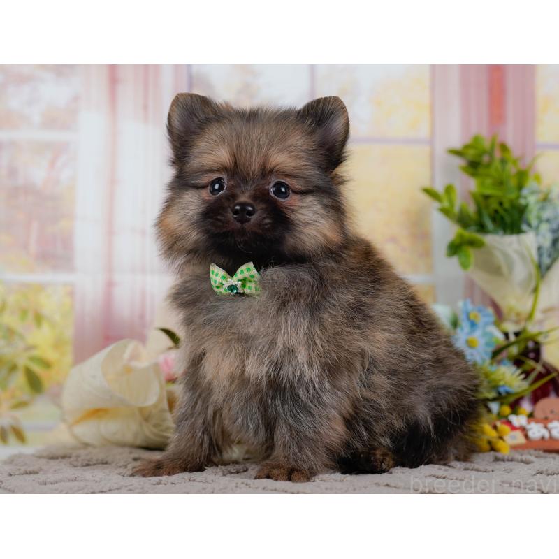 販売中の神奈川県のポメラニアン-433024の9枚目