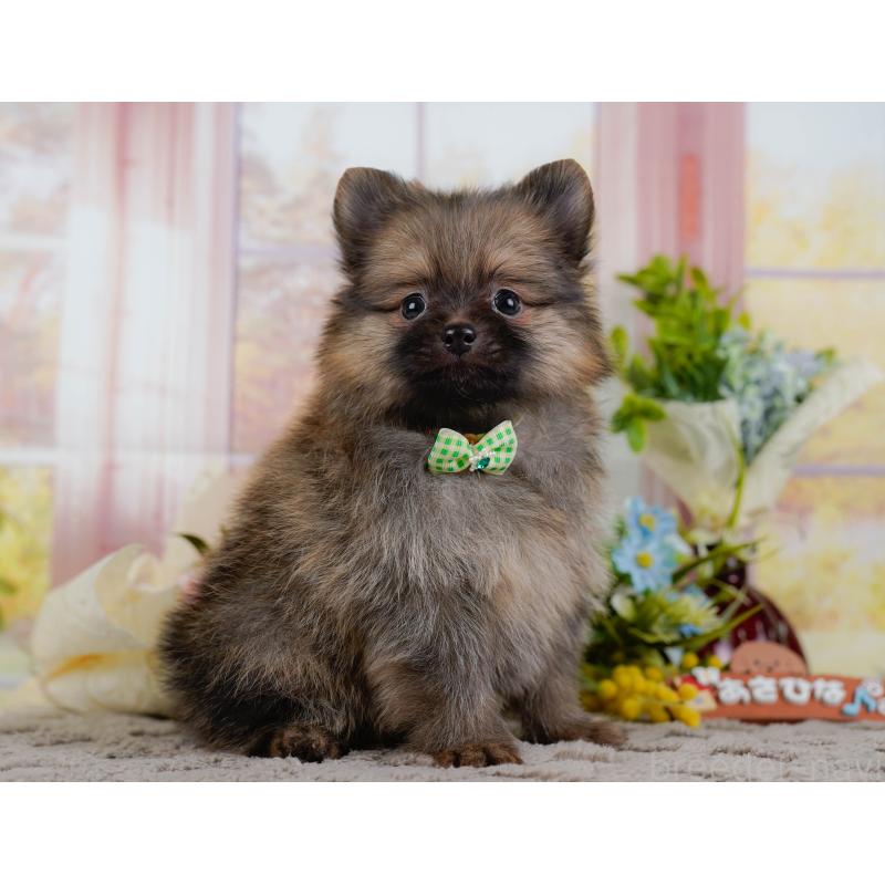 販売中の神奈川県のポメラニアン-433024の8枚目