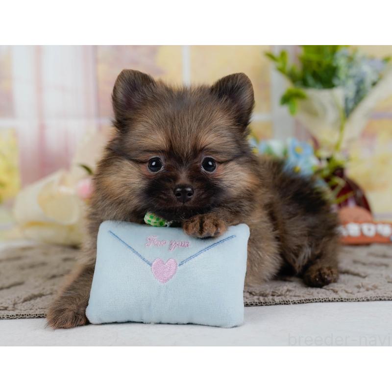 販売中の神奈川県のポメラニアン-433024の7枚目