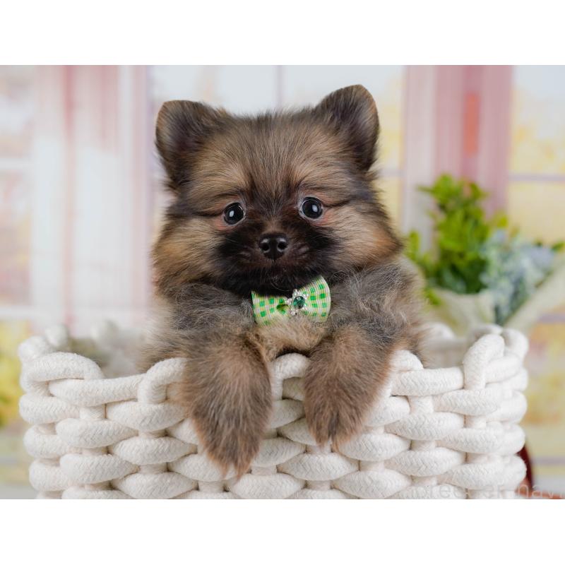 販売中の神奈川県のポメラニアン-433024の6枚目