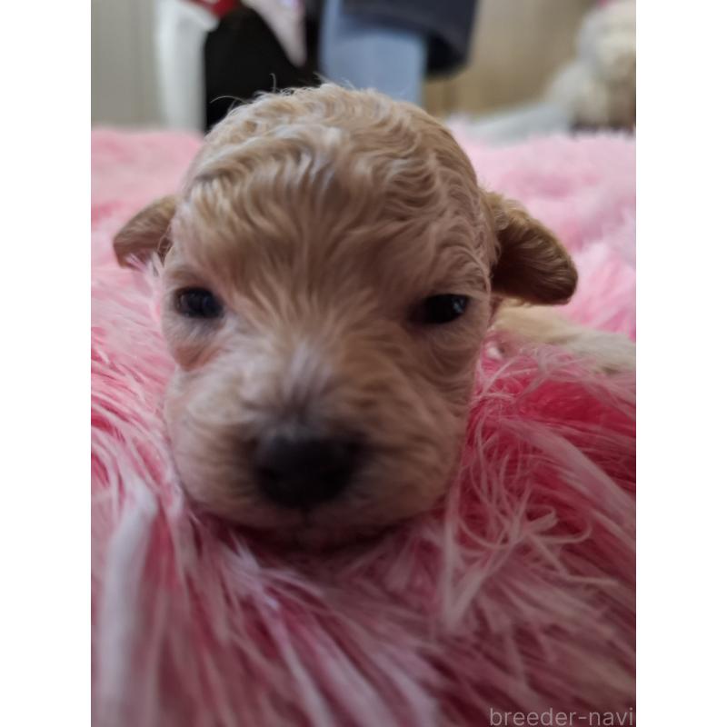 販売中の群馬県のビションプー:ビションフリーゼ×トイプードル-432978の3枚目