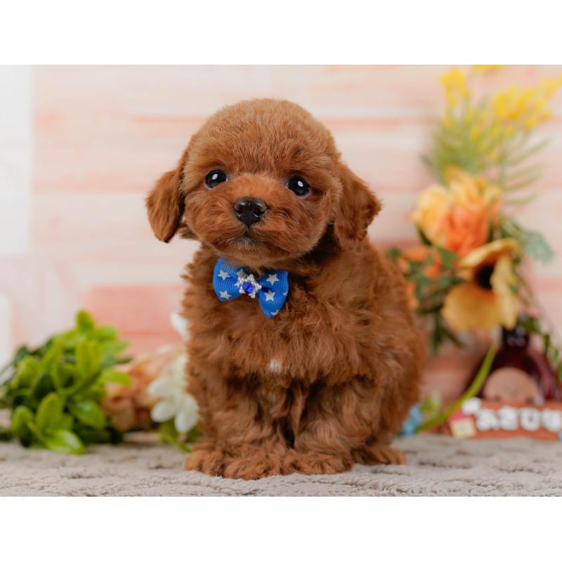 販売中の神奈川県のトイプードル-433009の13枚目