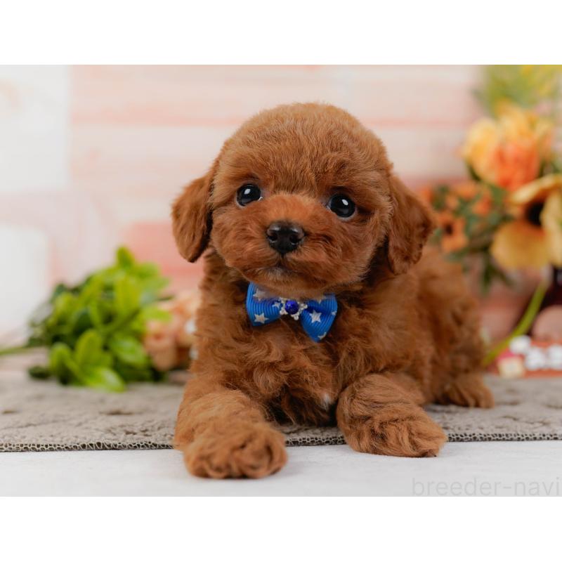 販売中の神奈川県のトイプードル-433009の12枚目