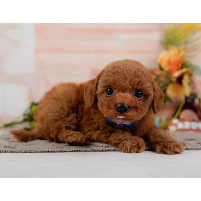 販売中の神奈川県のトイプードル-433009の11枚目