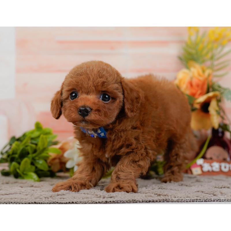 販売中の神奈川県のトイプードル-433009の10枚目