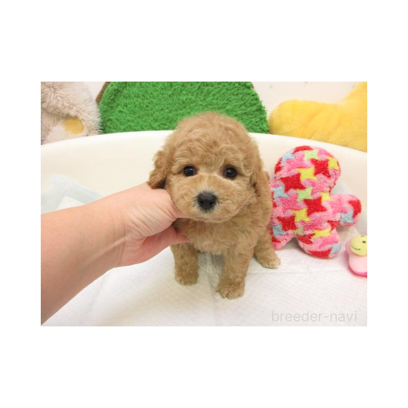 販売中の大阪府のトイプードル-432979の2枚目