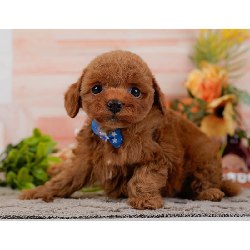 販売中の神奈川県のトイプードル-433009の9枚目