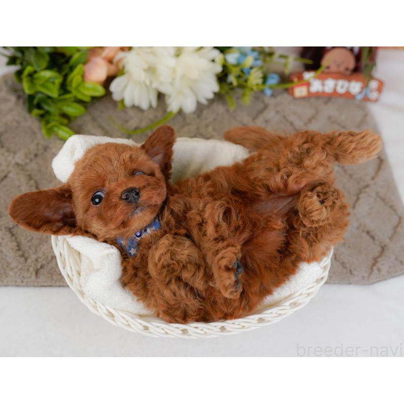 販売中の神奈川県のトイプードル-433009の8枚目