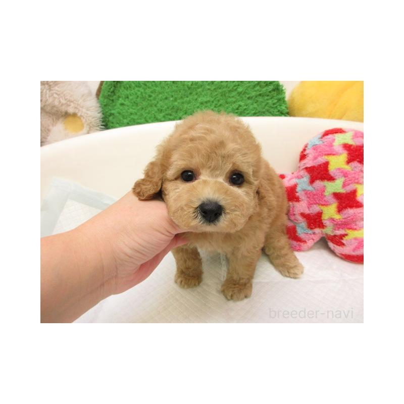 販売中の大阪府のトイプードル-432979