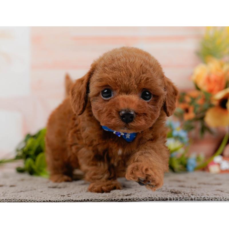 販売中の神奈川県のトイプードル-433009の7枚目