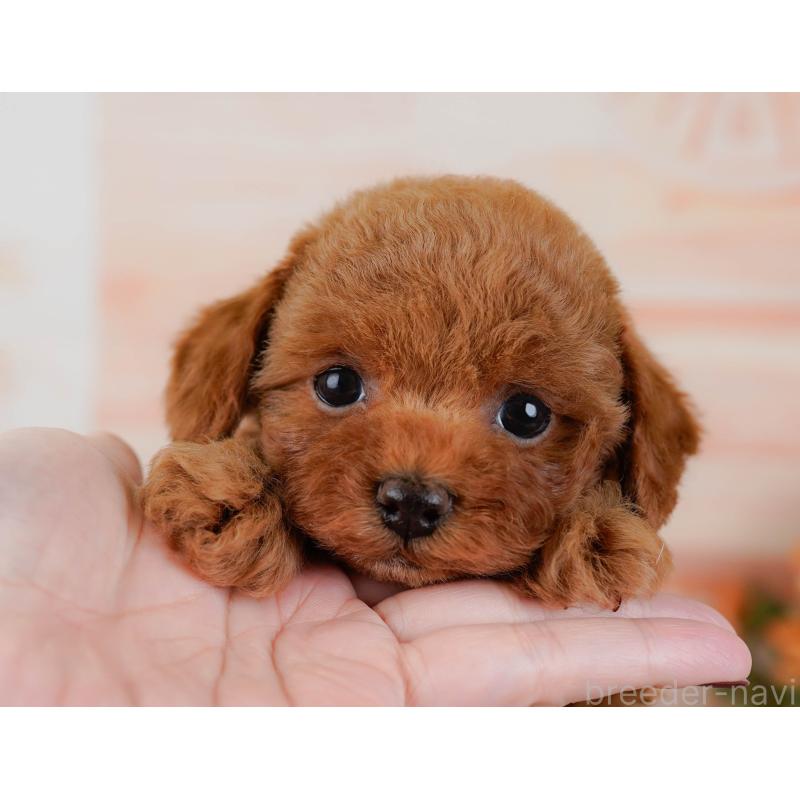 販売中の神奈川県のトイプードル-433009の6枚目