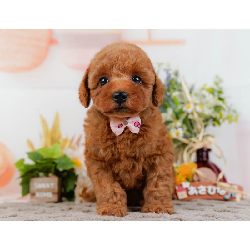 販売中の神奈川県のトイプードル-433010の13枚目