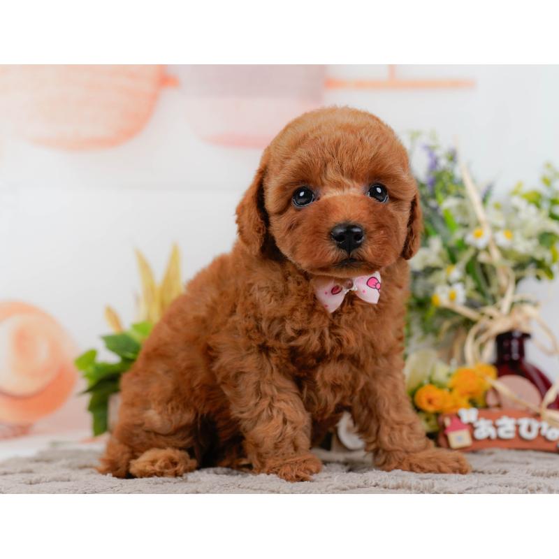 販売中の神奈川県のトイプードル-433010の11枚目