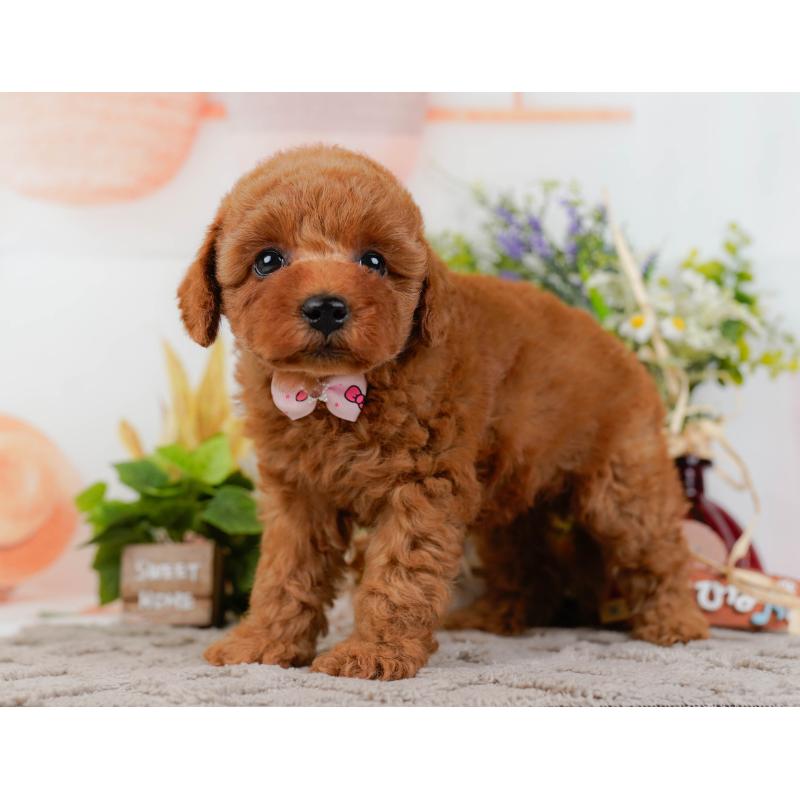 販売中の神奈川県のトイプードル-433010の10枚目