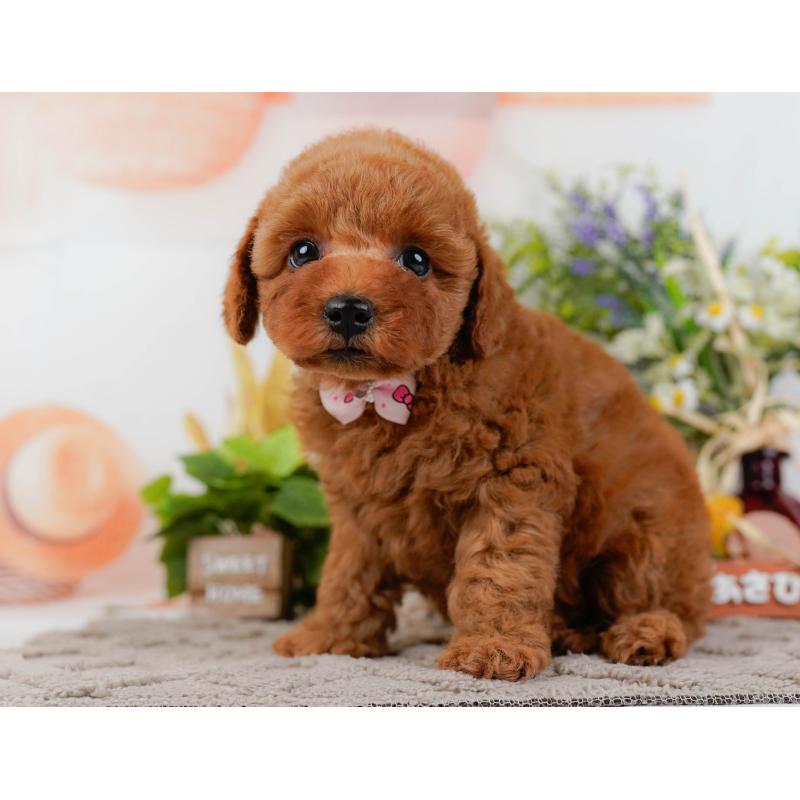 販売中の神奈川県のトイプードル-433010の9枚目