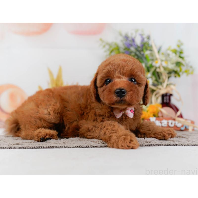 販売中の神奈川県のトイプードル-433010の8枚目