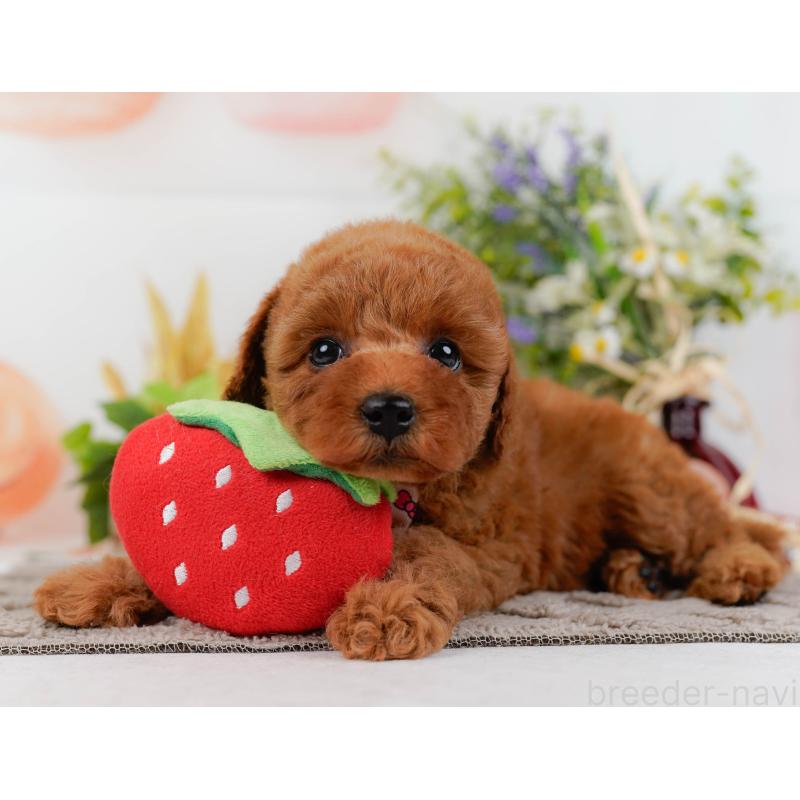 販売中の神奈川県のトイプードル-433010の7枚目