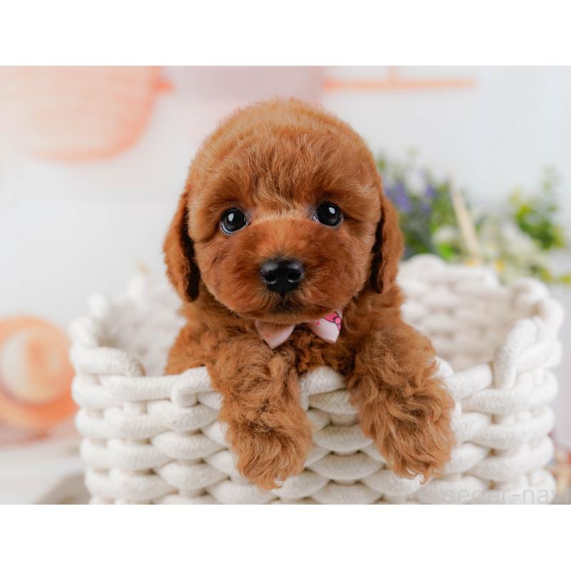 販売中の神奈川県のトイプードル-433010の6枚目