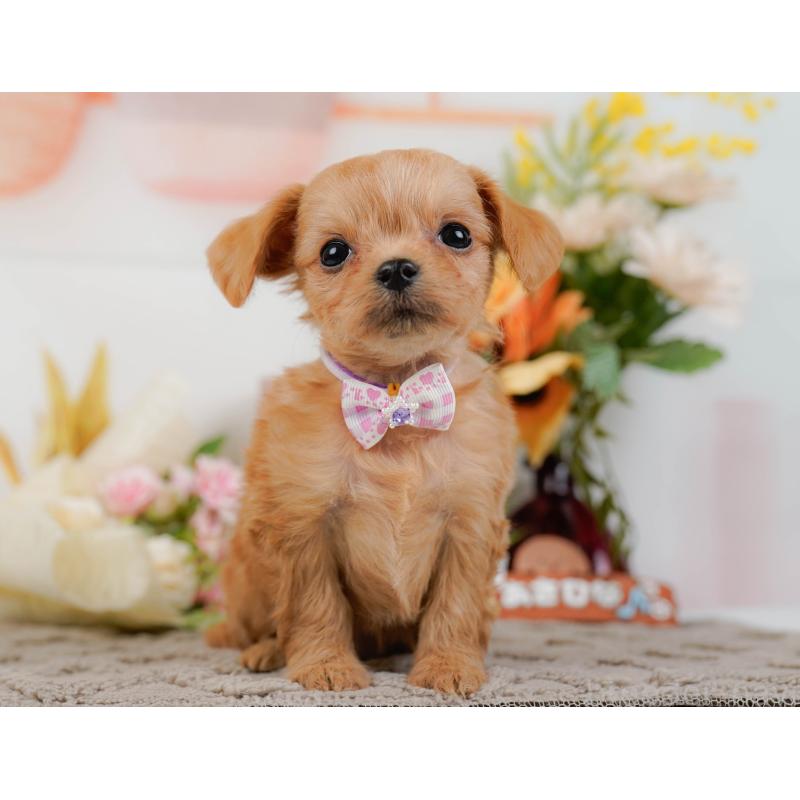 販売中の神奈川県のチワプー:チワワ×トイプードル-433007の13枚目