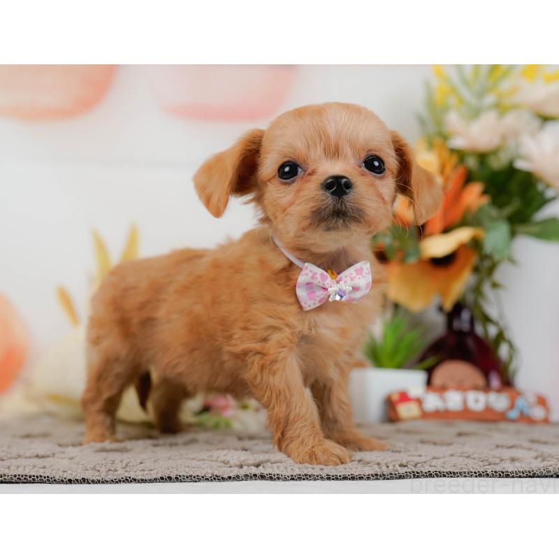 販売中の神奈川県のチワプー:チワワ×トイプードル-433007の12枚目